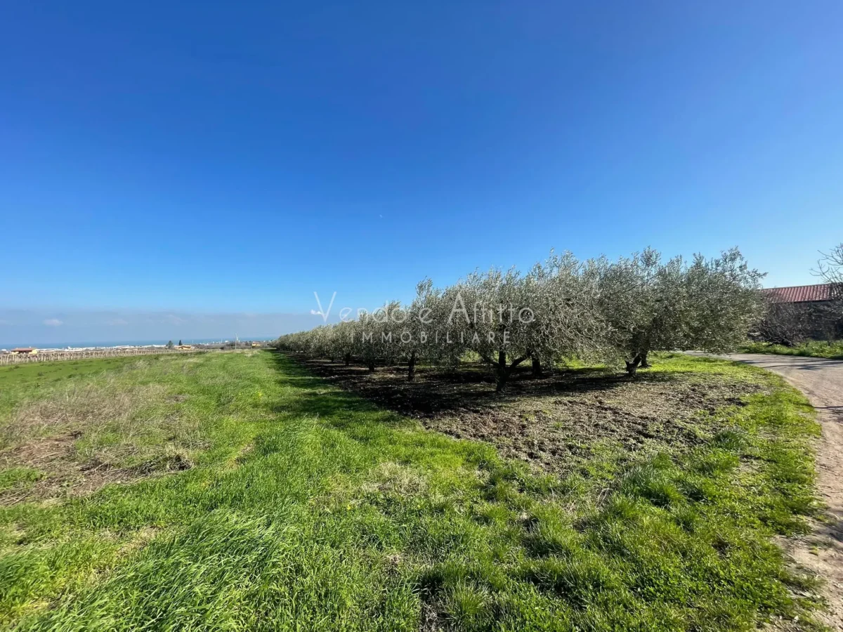 Terreno agricolo con uliveto e vista mare