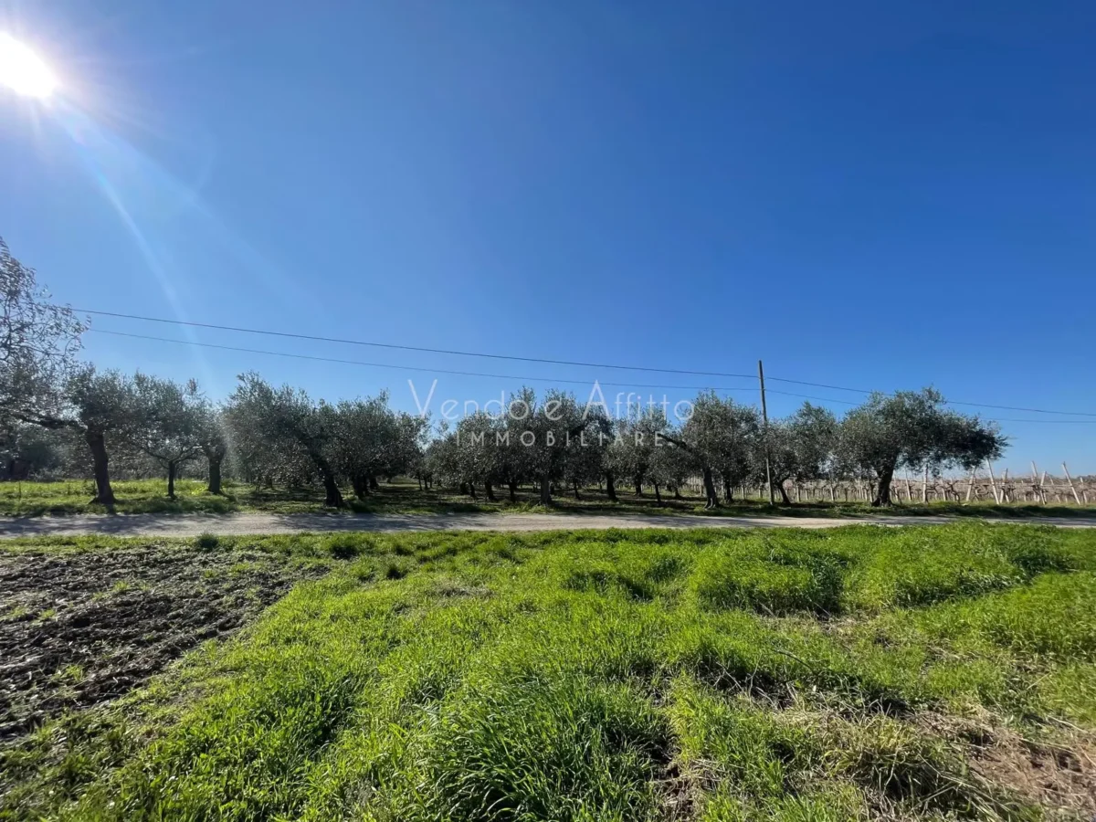 Terreno agricolo con uliveto produttivo