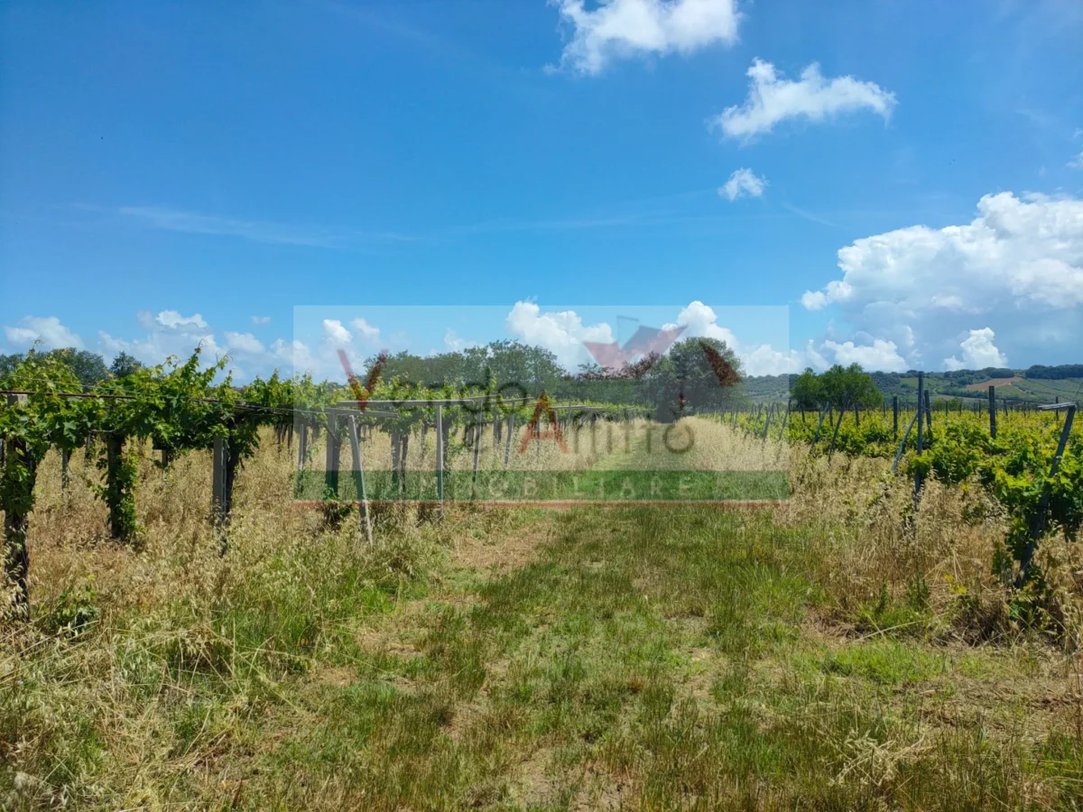 TERRENO E VIGNETO 🍇🥂🌿