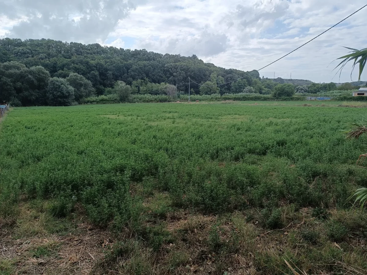 Terreno Agricolo in Via San Leonardo